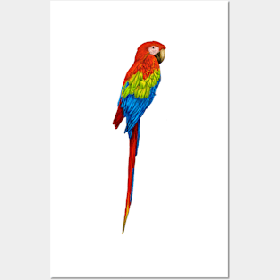 parrot Posters and Art